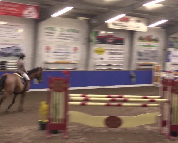 Reitturnier Dörpen 2016