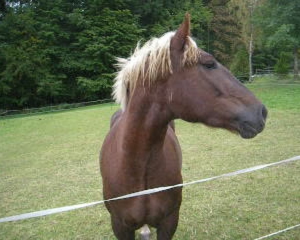 broodmare Maxi (Black Forest Fox, 2006, from Maximus)