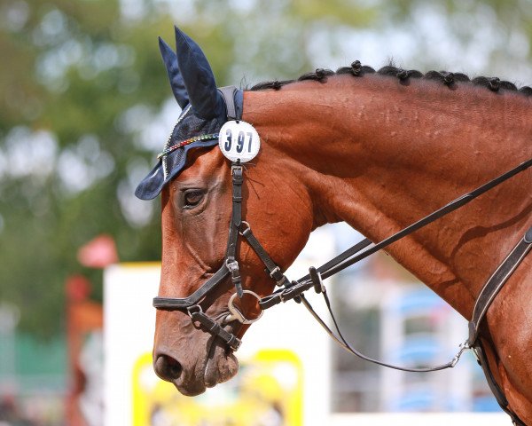Springpferd Serina 19 (Württemberger, 2008, von Stalypso) Springpferd Serina 19 (Württemberger, 2008, von Stalypso)