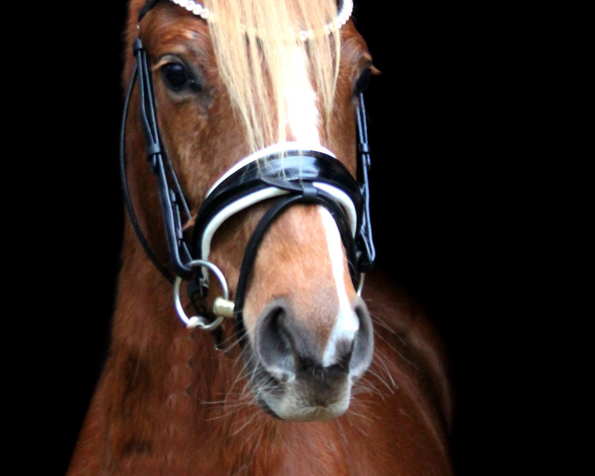 horse Hesselteichs Luna LoveGood (German Riding Pony, 2017, from Lucky Lao)