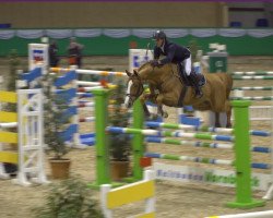 jumper Jarezzo (KWPN (Royal Dutch Sporthorse), 2014, from Arezzo VDL)