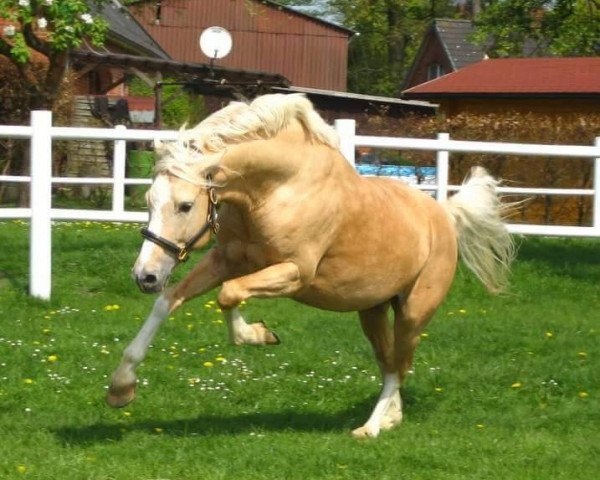 horse Deep Space Nine (German Riding Pony, 2003, from Arts-Dancer-Boy)