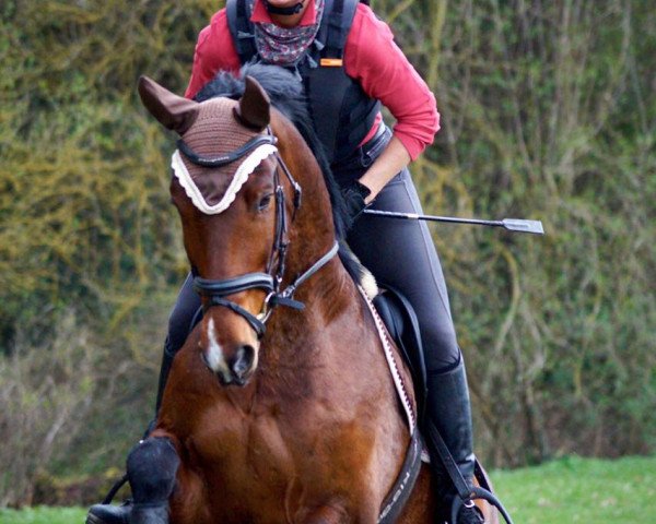dressage horse Speculatius (Oldenburg, 2006, from Salut Le Bon)