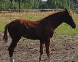Pferd Fahenna (Westfale, 2019, von Don Martillo)
