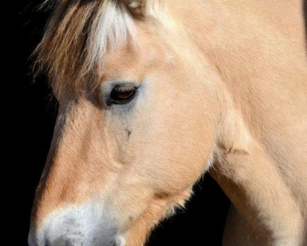 horse Dahli (Fjord Horse, 2002, from Drange Rolv)