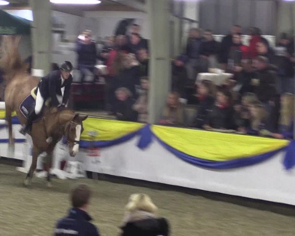 Reitturnier Vreden 2016