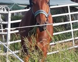 jumper Wittinger Son (KWPN (Royal Dutch Sporthorse), 2007, from Wittinger)