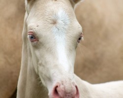 Dressurpferd Golden Cream (Deutsches Reitpony, 2020, von Gaius B)