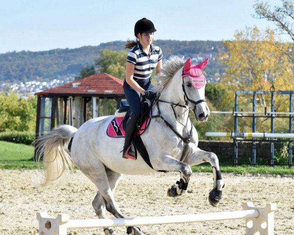 Springpferd Candy Crush 18 (Deutsches Reitpferd, 2009, von Unbekannt)