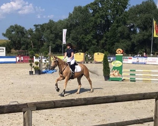 jumper Zahara 3 (German Riding Pony, 2009, from Top Zento)