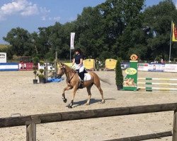Springpferd Zahara 3 (Deutsches Reitpony, 2009, von Top Zento)