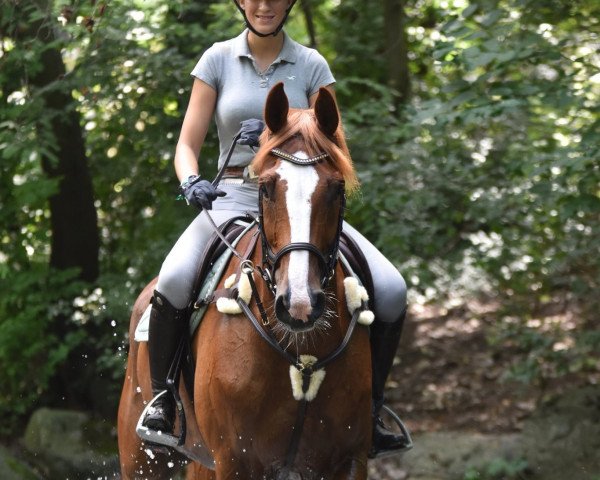 jumper Calisto G (Hanoverian, 2012, from Crazy true Colour)