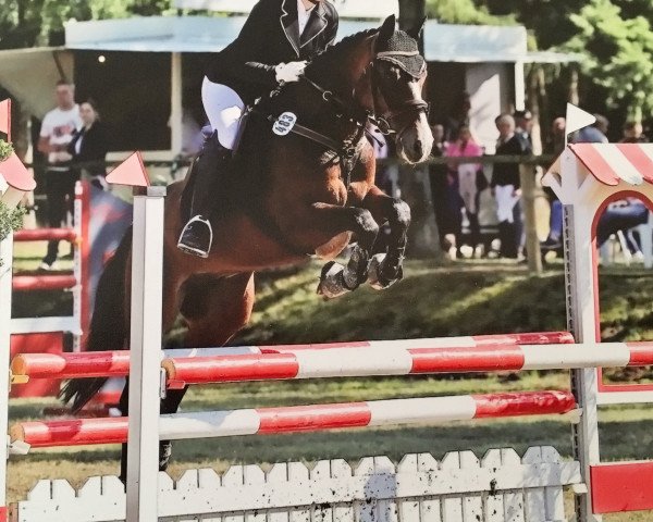 jumper Diabolo Junior (German Riding Pony, 2009, from Don Diabolo NRW)