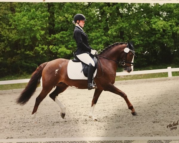 Dressurpferd Devils Diva (Deutsches Reitpony, 2007, von Do it Again)