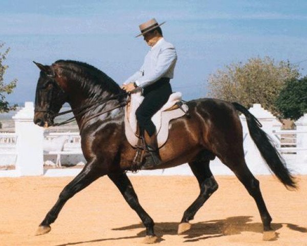 Deckhengst Centella V (Pura Raza Espanola (PRE), 1979, von Maromo) Deckhengst Centella V (Pura Raza Espanola (PRE), 1979, von Maromo)