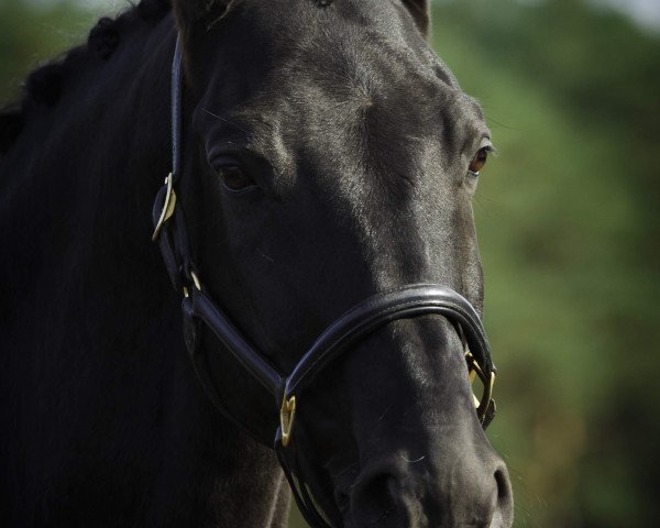 dressage horse Bentley 59 (Hanoverian, 2005, from Buddenbrock)