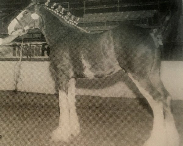 horse Camelot Panzer (Clydesdale, 2001, from Greendykes Sherman)