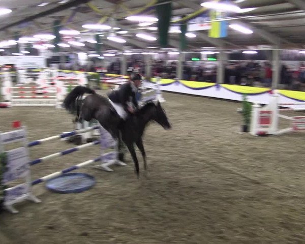 Reitturnier Vreden 2016