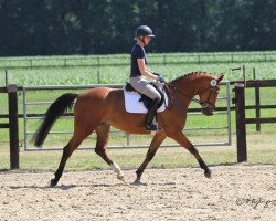Zuchtstute Kate (Holsteiner, 2017, von For Pleasure)