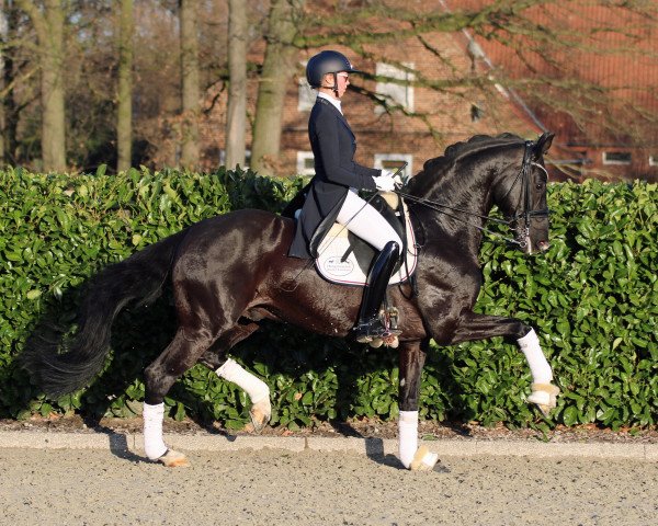 stallion Symphonic (Westphalian, 2012, from Sir Heinrich OLD)