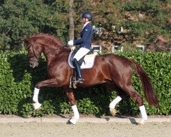 stallion Vivat Rex (Oldenburg, 2015, from Vivaldi)