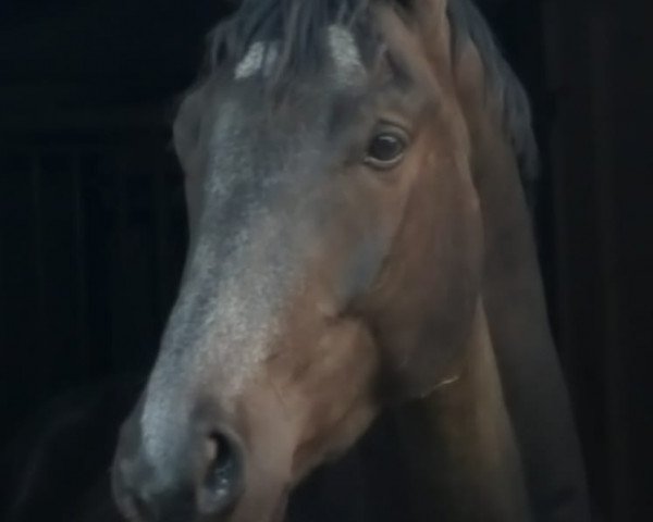 Dressurpferd Giorno Rondini (Trakehner, 2016, von Marseille 6) Dressurpferd Giorno Rondini (Trakehner, 2016, von Marseille 6)
