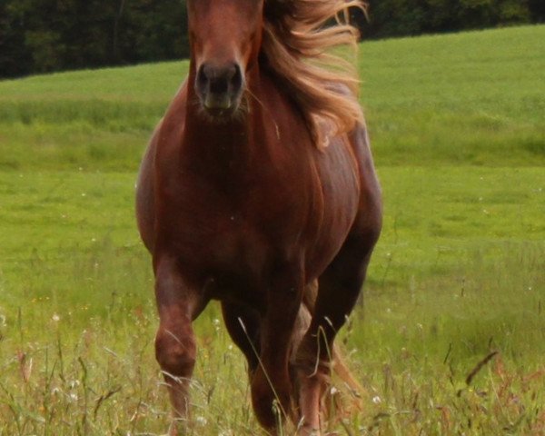 Pferd Waldläufer MN (Schwarzwälder Kaltblut, 2017, von Wito)