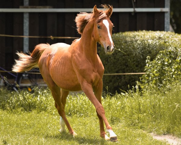 Pferd Stute von Fürsten Time / Spörcken (Westfale, 2018, von Fürsten Time)