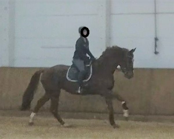 stallion Meks Vatacomba (Westphalian, 2016, from Vis a Vis)