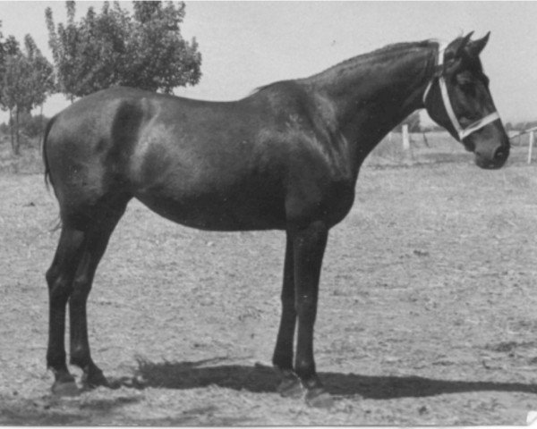 Zuchtstute Maltesa II (Pura Raza Espanola (PRE), 1949, von Estepeño)