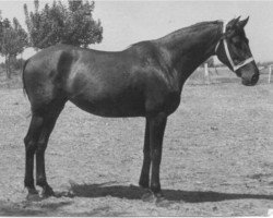 broodmare Maltesa II (Pura Raza Espanola (PRE), 1949, from Estepeño)