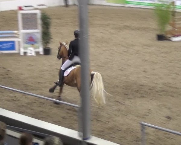 VER-Dinale 2016
