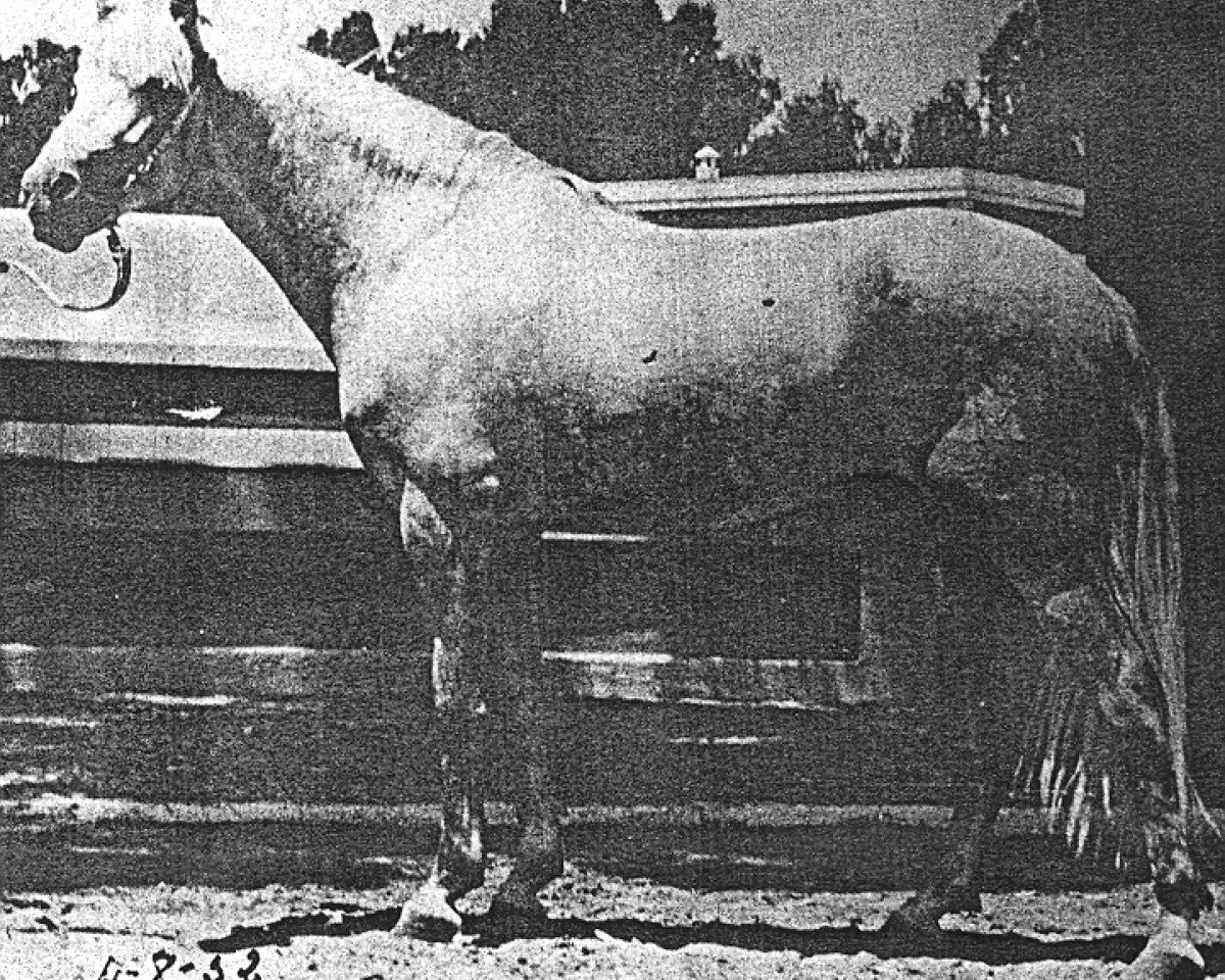 stallion Leopardo (Pura Raza Espanola (PRE), 1948, from Furioso)