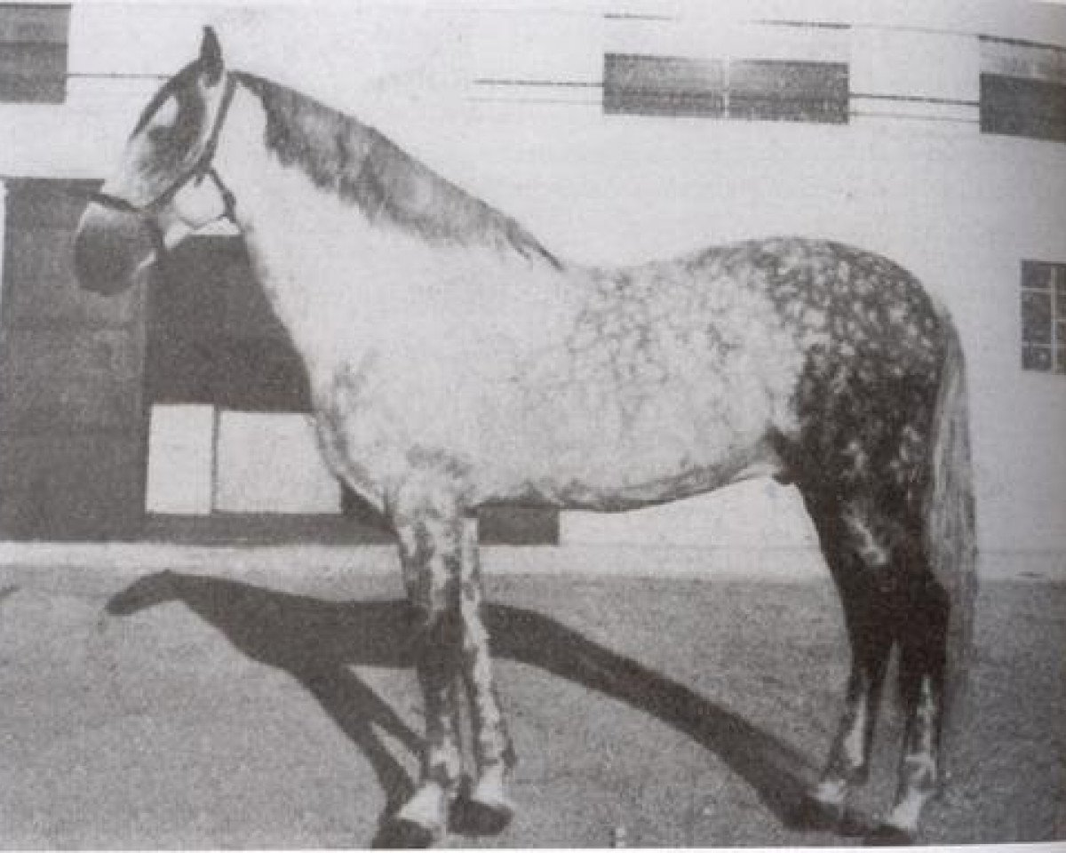 Deckhengst Generoso (Pura Raza Espanola (PRE), 1937, von Celoso III)