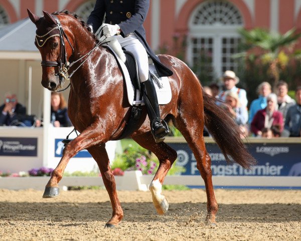 dressage horse Damons Davian (Westphalian, 2011, from Damon Hill)