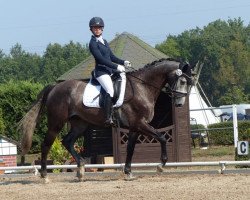 dressage horse Jackpot 41 (KWPN (Royal Dutch Sporthorse), 2014, from Everdale)
