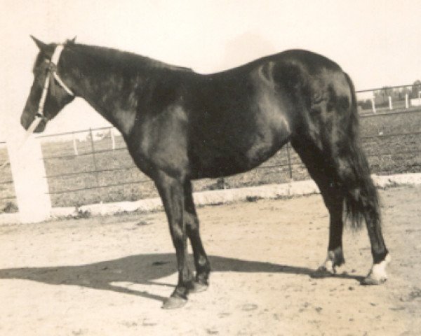 broodmare Eresma (Pura Raza Espanola (PRE), 1941, from Destinado II)