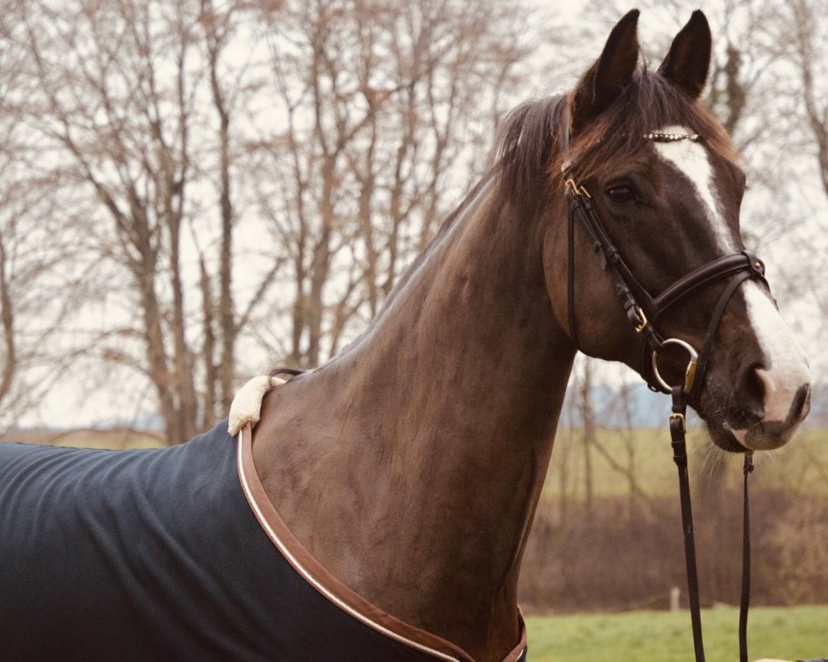 Springpferd Ciara Lu (Holsteiner, 2010, von Casall Ask)