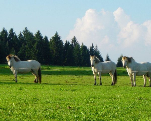 broodmare Luci (Fjord Horse, , from Bronto) broodmare Luci (Fjord Horse, , from Bronto)