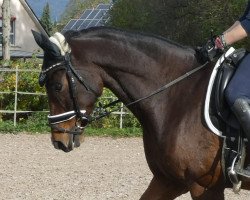 dressage horse Darwin 138 (Oldenburg, 2010, from Danone II)
