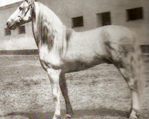stallion Destinado II (Pura Raza Espanola (PRE), 1931, from Americano) stallion Destinado II (Pura Raza Espanola (PRE), 1931, from Americano)