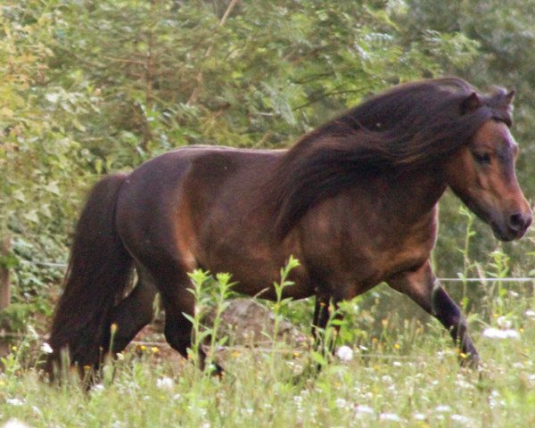 stallion Amasonic Skyper el Saraja (Shetland pony (under 87 cm), 2008, from Kerswell Cloud)