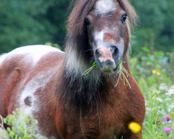 Zuchtstute Earlsdon Myra Sky (Shetland Pony (unter 87 cm), 1995, von Earlsdon Charm)