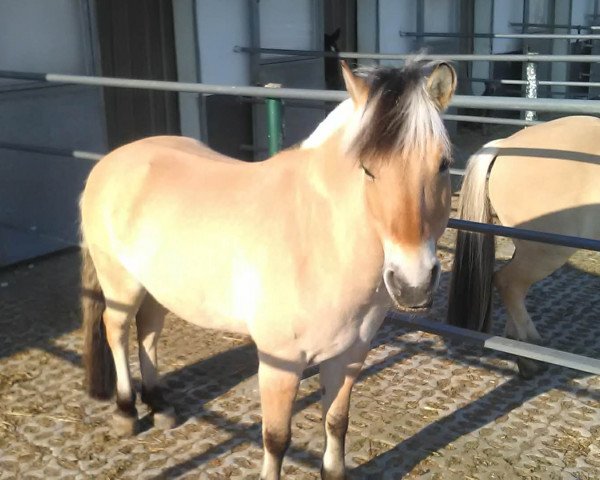 horse Puschkin (Fjord Horse, 2007, from Picasso)