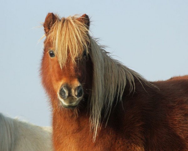 Zuchtstute Onera van Bromishet (Shetland Pony (unter 87 cm), 1999, von Athelney Blue)