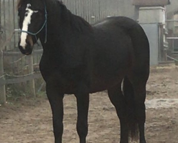 horse Cincinnati Z (Zangersheide riding horse, 2017, from Cicero Z van Paemel)