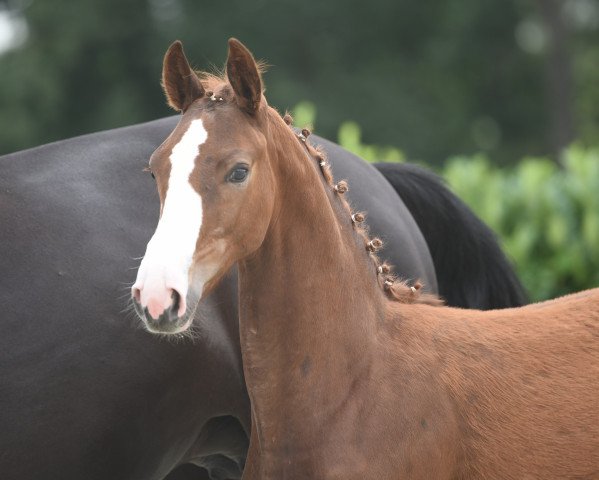 jumper Bacardi R (Westphalian, 2020, from Balinsky)