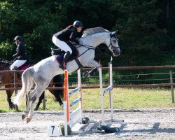 jumper Champlin (Holsteiner, 2013, from Clarimo Ask)