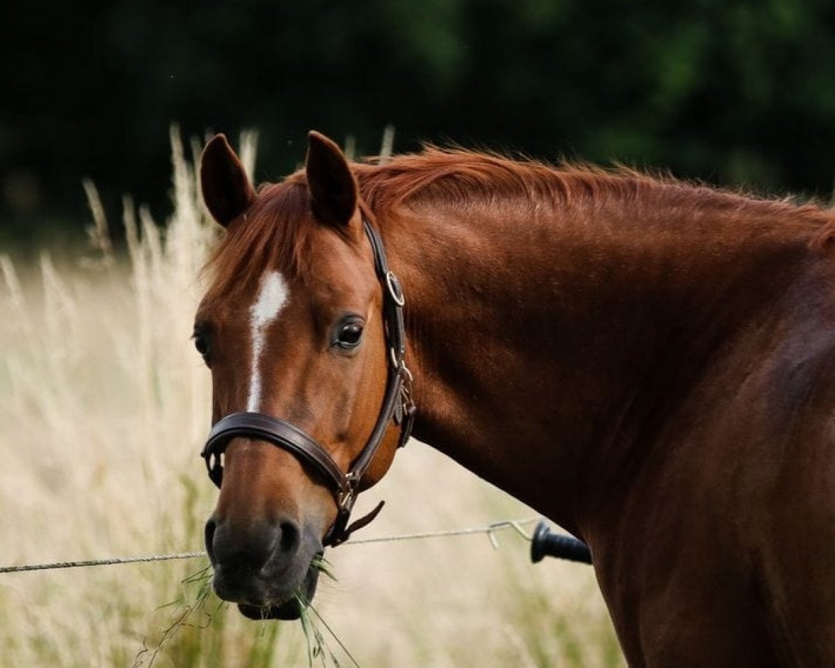 Pferd Dinesh (Deutsches Reitpony, 2010, von Destino R)