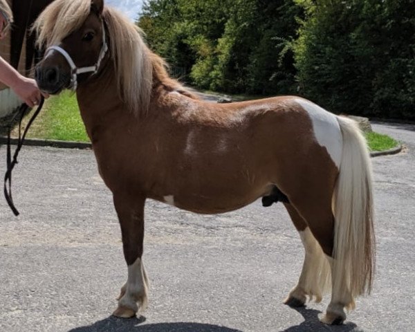 stallion Dorosalas X-tra white Socks (Shetland pony (under 87 cm), 2015, from Xander v.d. Bekke)